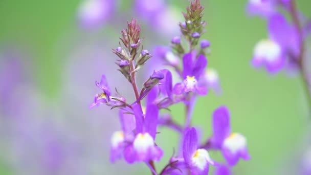 Décryptages Lupin Violet Fleurs Sous Pluie — Video