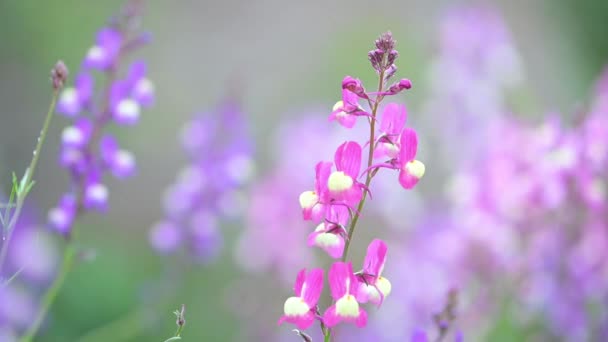 Крупним Планом Фіолетовий Люпин Цвіті Під Дощем — стокове відео