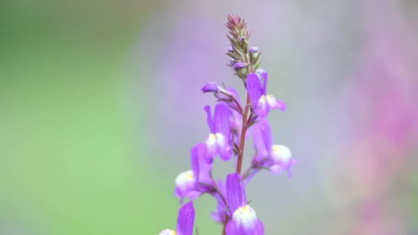 Nahaufnahme Violette Lupine Blüte Bei Regen — Stockvideo