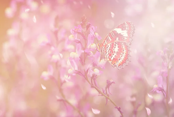春天的一只美丽的蝴蝶 — 图库照片