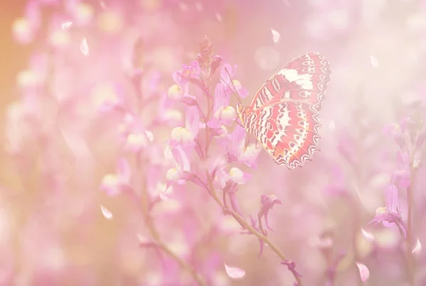 Uma Bela Borboleta Primavera — Fotografia de Stock