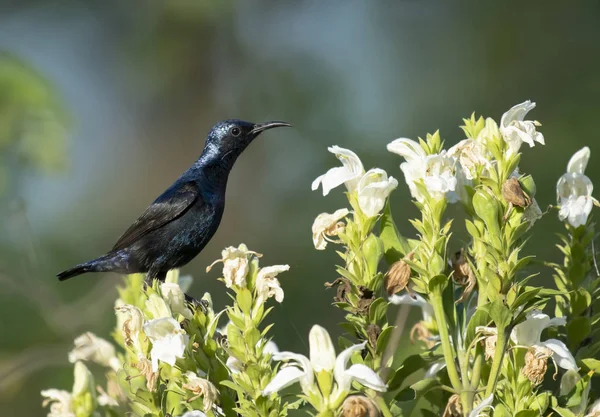 Lila sunbird på blommor — Stockfoto