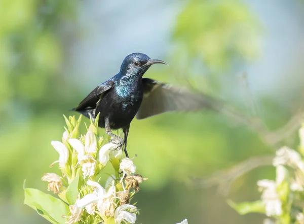 Lila sunbird på blommor — Stockfoto