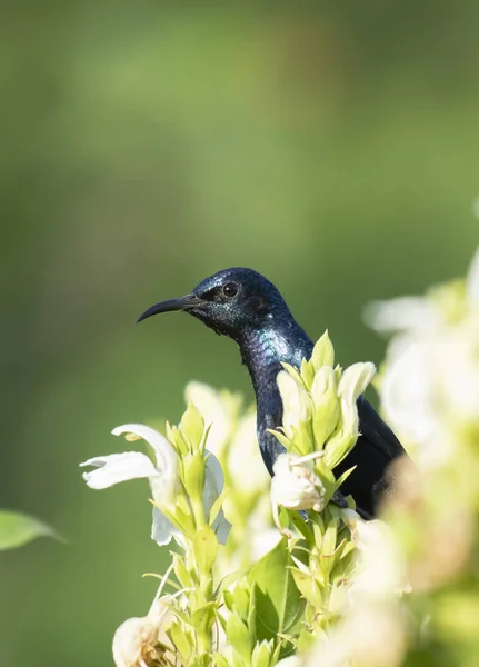 Lila sunbird på blommor — Stockfoto