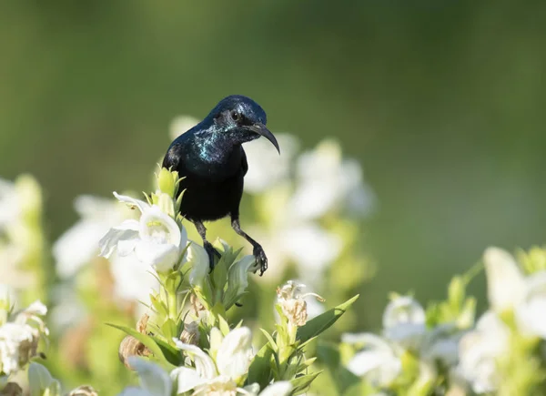 Lila sunbird på blommor — Stockfoto