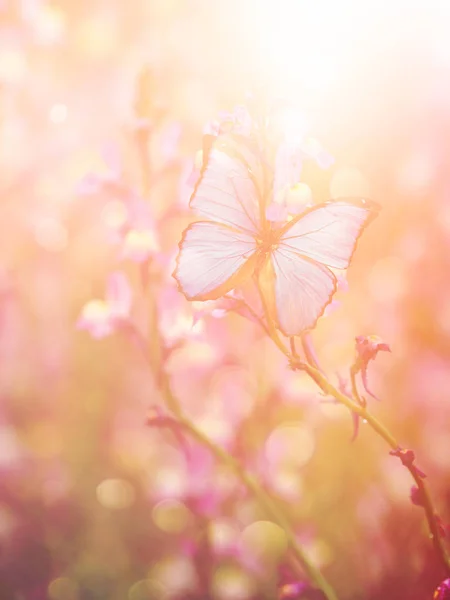 Όμορφη Πεταλούδα Την Άνοιξη — Φωτογραφία Αρχείου