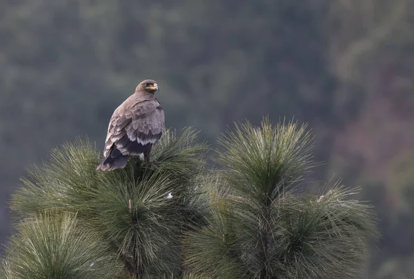 Steppe eagle på abborre i skogen — Stockfoto