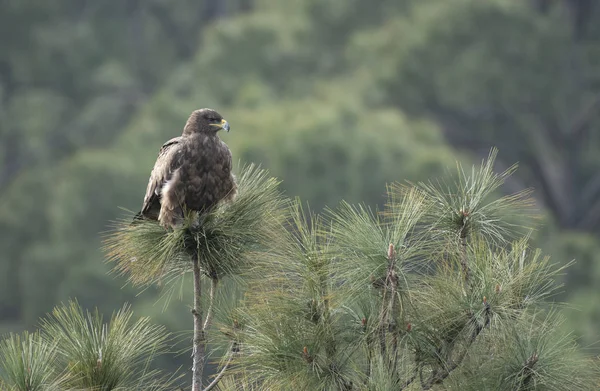 Steppe eagle på abborre i skogen — Stockfoto