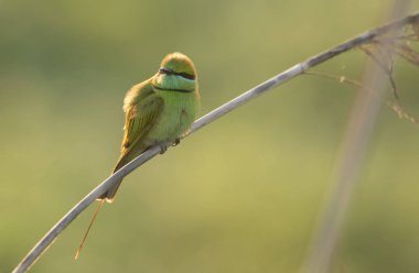 Gün doğumunda levrek üzerinde Küçük Yeşil arı yiyici 