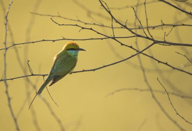 Gün doğumunda levrek üzerinde Küçük Yeşil arı yiyici 