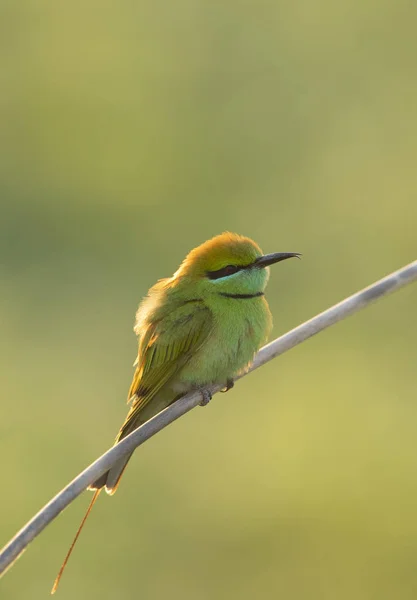 Little Green bee eater on perch at sunrise — Stock Photo, Image