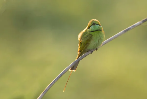 Kleine groene Bee eter op baars bij zonsopgang — Stockfoto