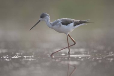Siyah kanatlı Uzunbacak 