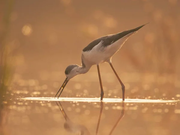 Zwart Vleugel Stilt Voeden Bij Zonsopgang — Stockfoto