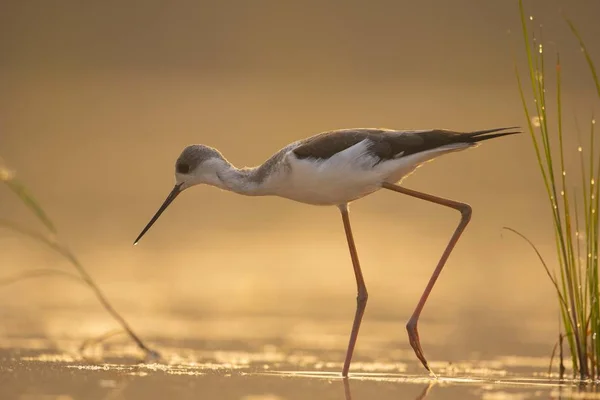 Zwart Vleugel Stilt Voeden Bij Zonsopgang — Stockfoto