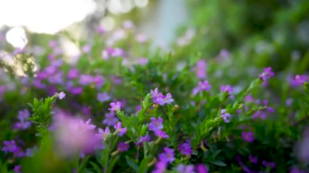 日落时分花园的花朵 — 图库视频影像