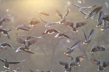 Güneş doğarken Uçan Kuşlar sürüsü-gökyüzü güzel renklerde