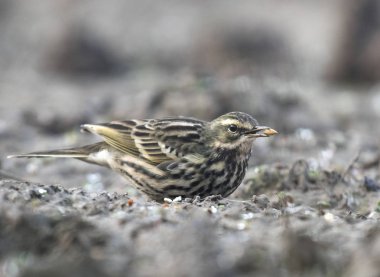 Sabahları pembe pipit Besleme 