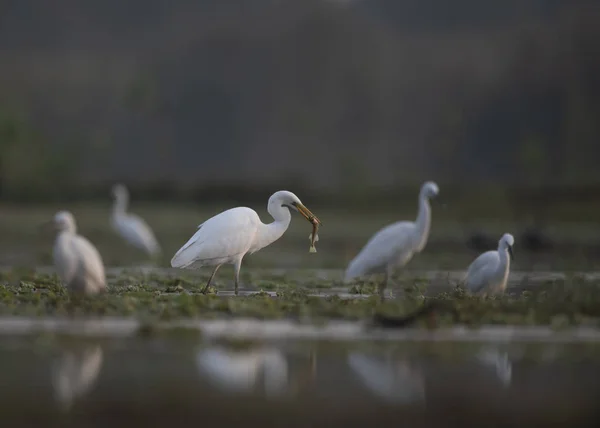 Big Catch ile büyük egret — Stok fotoğraf