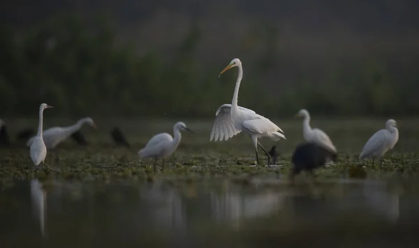 Flock fåglar som fiskar i våtmarker — Stockfoto