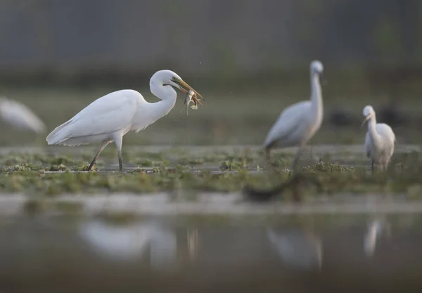Grande egret com grande captura — Fotografia de Stock