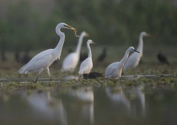 Wielki egret z Big catch — Zdjęcie stockowe
