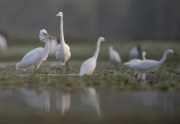 Hejno velkých egretů na lovu — Stock fotografie