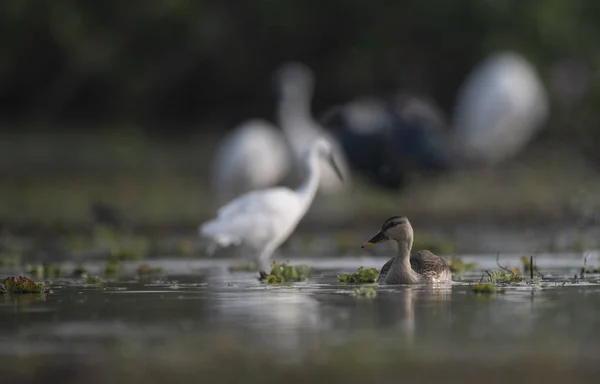 Indian Spot fakturerade Anka — Stockfoto