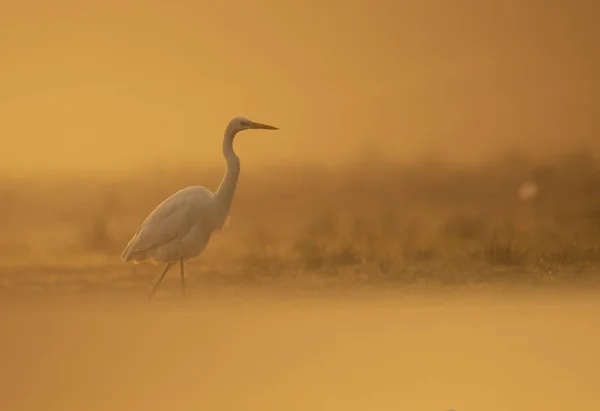 Volavka bílá v mlhavé ráno — Stock fotografie