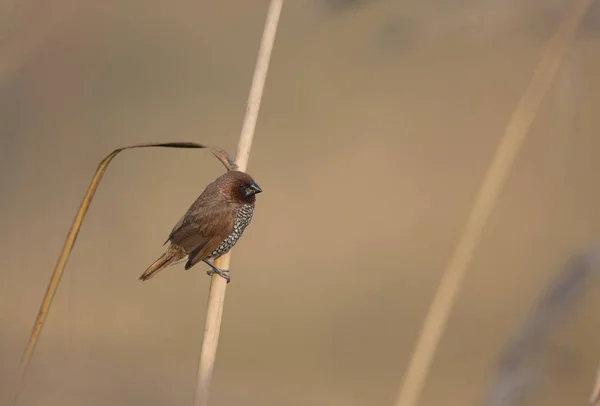 Пятнистая Munia Scaly Breasted Munia — стоковое фото