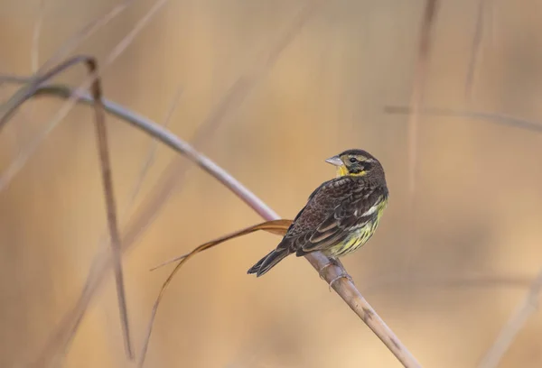 Yellow Breasted Bunting Iucn Red List — Stok fotoğraf