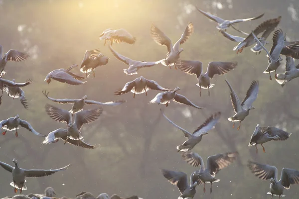 日の出に飛んでいる鳥の群れ-空の美しい色 — ストック写真
