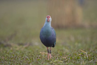 Sulak alanda gri başlı bataklık 