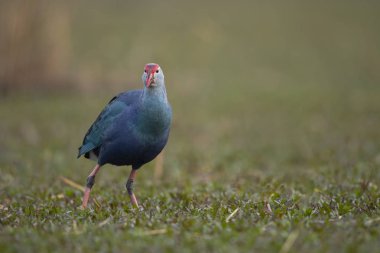 Sulak alanda gri başlı bataklık 