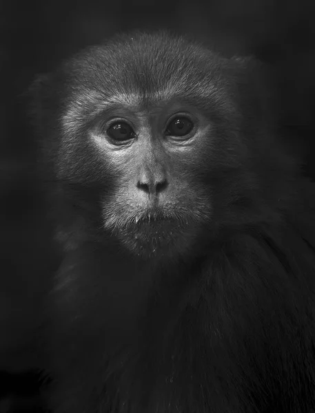 Portret van rhesus makaak (Macaca mulatta) bij zonsondergang in vorst — Stockfoto