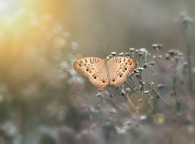 Gri Pansy Kelebek