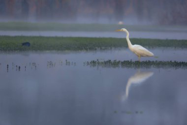 Sisli sabah gölde büyük egret