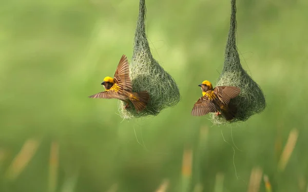 Baya weaver (Ploceus philippinus) med Nest — Stockfoto