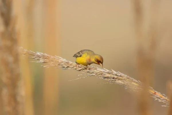 Roodkop Gors Emberiza Bruniceps — Stockfoto