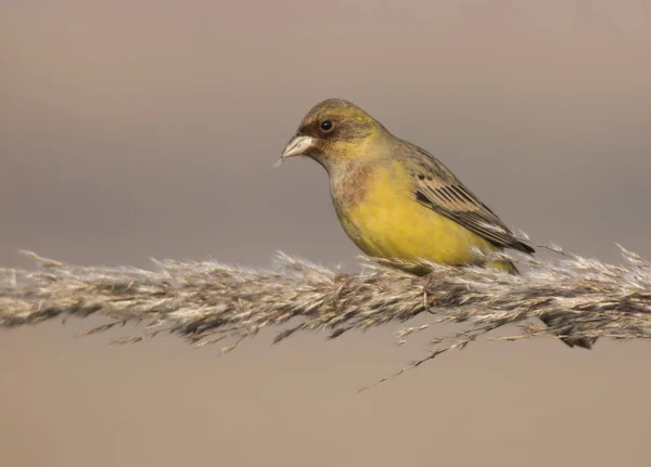 Red Headed Bunting Emberiza Bruniceps — Stock Photo, Image