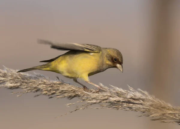 Bruant Tête Rouge Emberiza Bruniceps — Photo