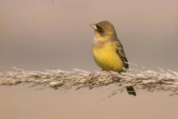 Rödhuvad Sparvar Emberiza Bruniceps — Stockfoto