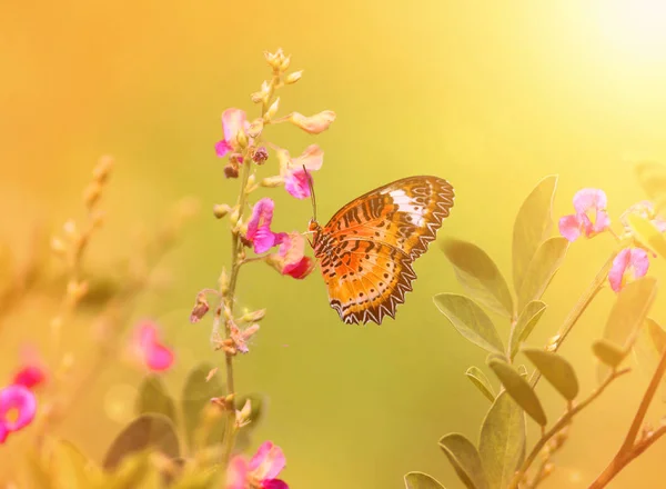 Foto Vintage Borboleta Flor — Fotografia de Stock