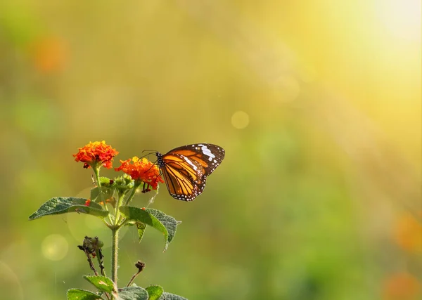 Borboleta Tigre Listrado — Fotografia de Stock