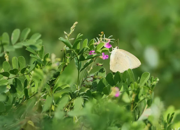 Borboleta Emigrante Manchada Flores — Fotografia de Stock