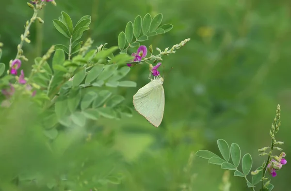 Gefleckter Auswanderer Schmetterling Auf Blumen — Stockfoto