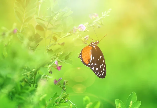 Foto Vintage Borboleta Flor — Fotografia de Stock