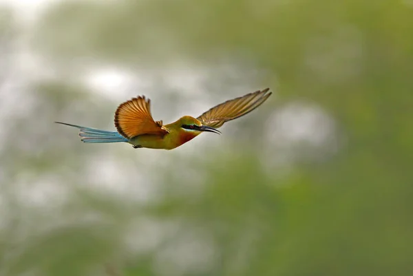 Blue Tailed Bee Eter Vliegen — Stockfoto