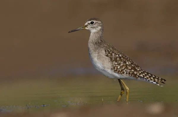 Madeira Sandpiper Closeup Zonas Húmidas — Fotografia de Stock