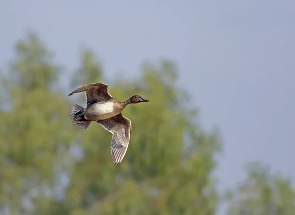 Pato Pintail Norte Voando — Fotografia de Stock